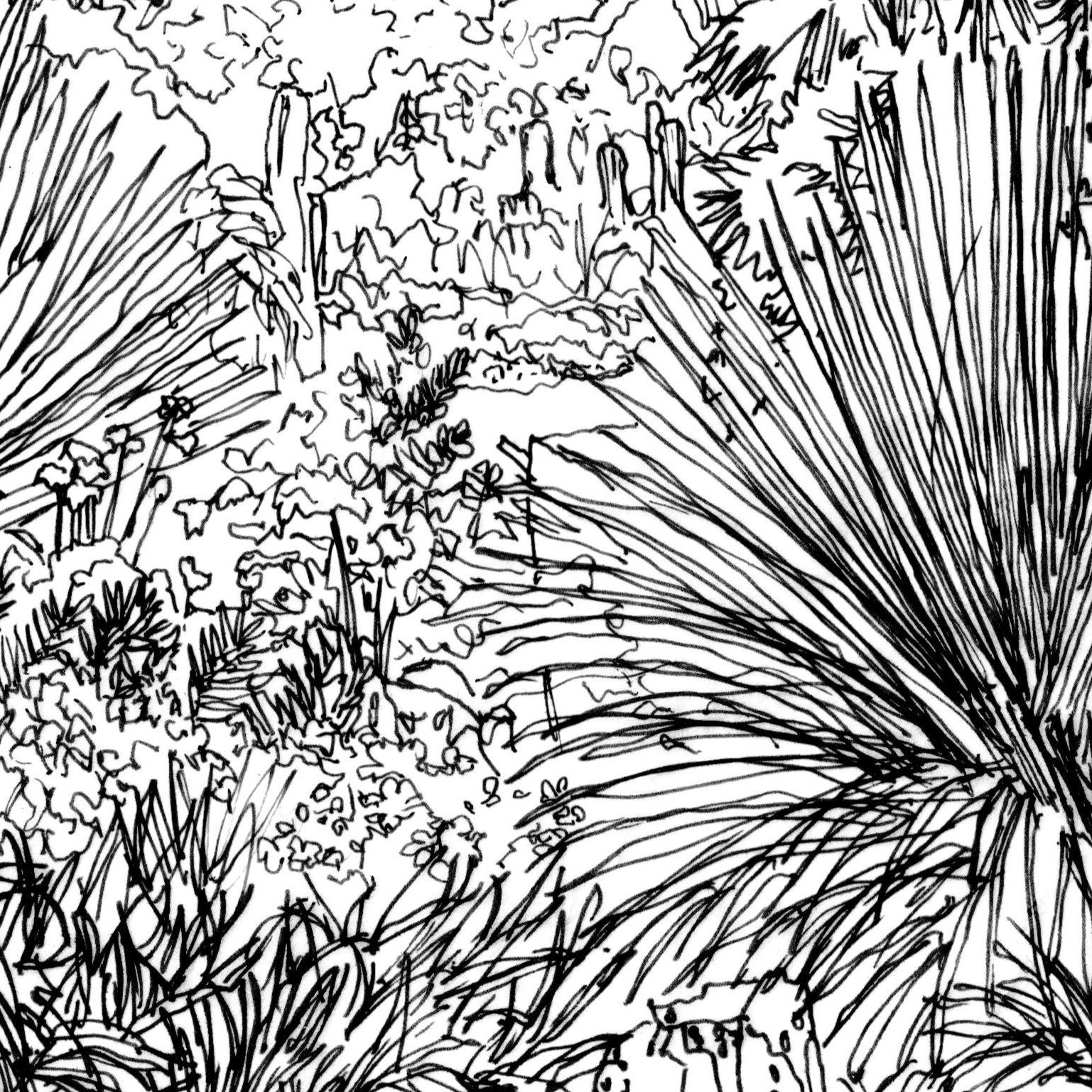 Sketch of garden